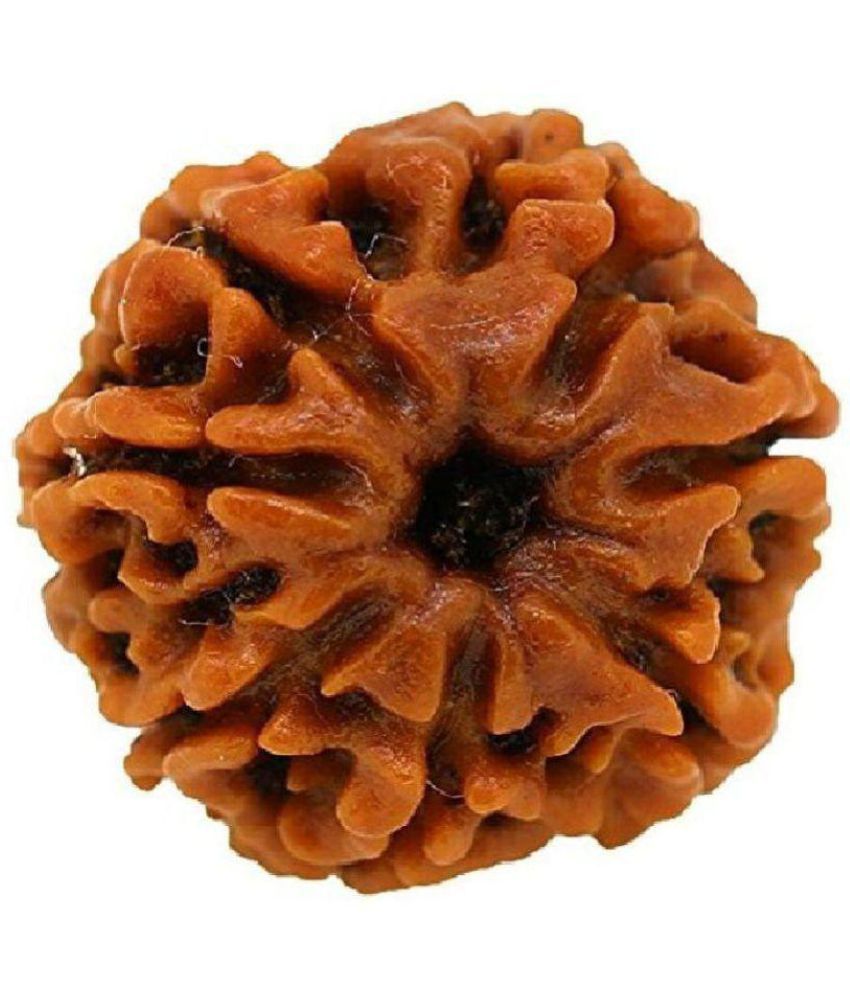     			haridwar astro 100% Natural and Original Rare 7 Mukhi Rudraksha 7 Face Rudraksha