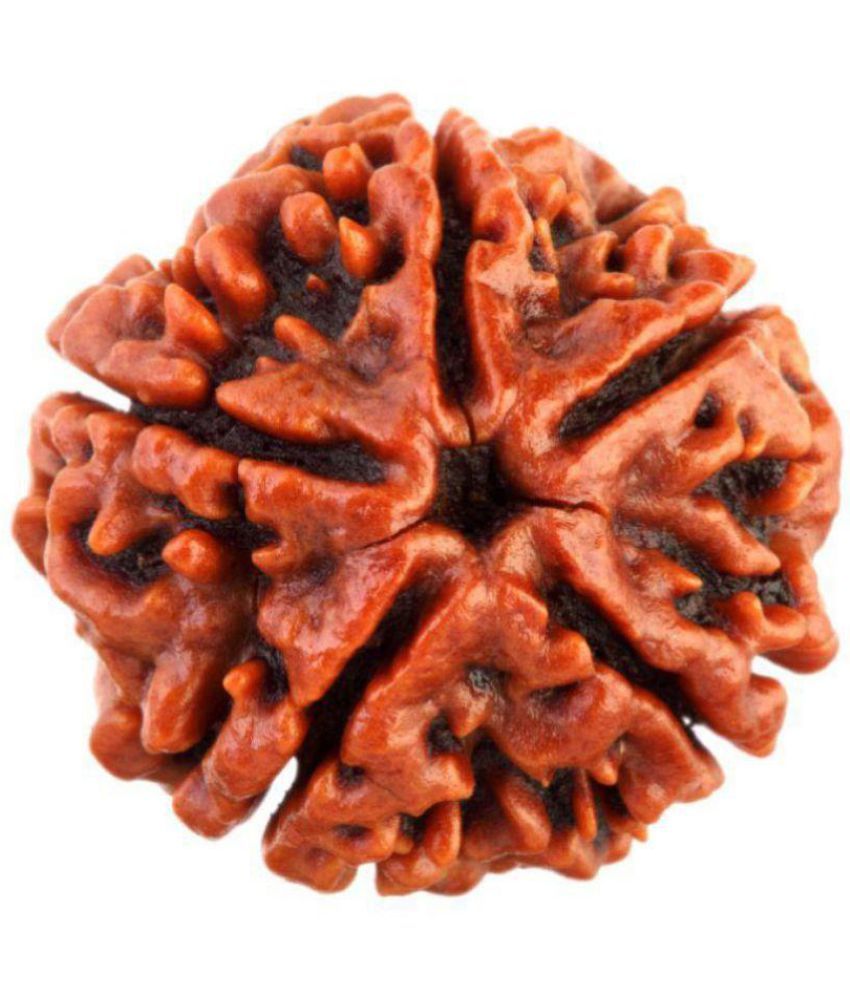     			Haridwar Astro 5 mukhi rudraksha