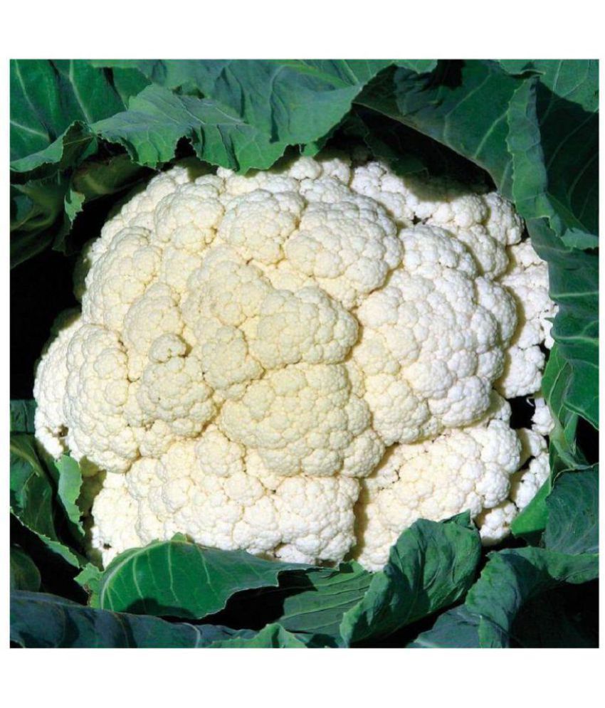     			Vegetable Seeds Cauliflower (Gobhi )pack of 50 F1 Hybrid seeds