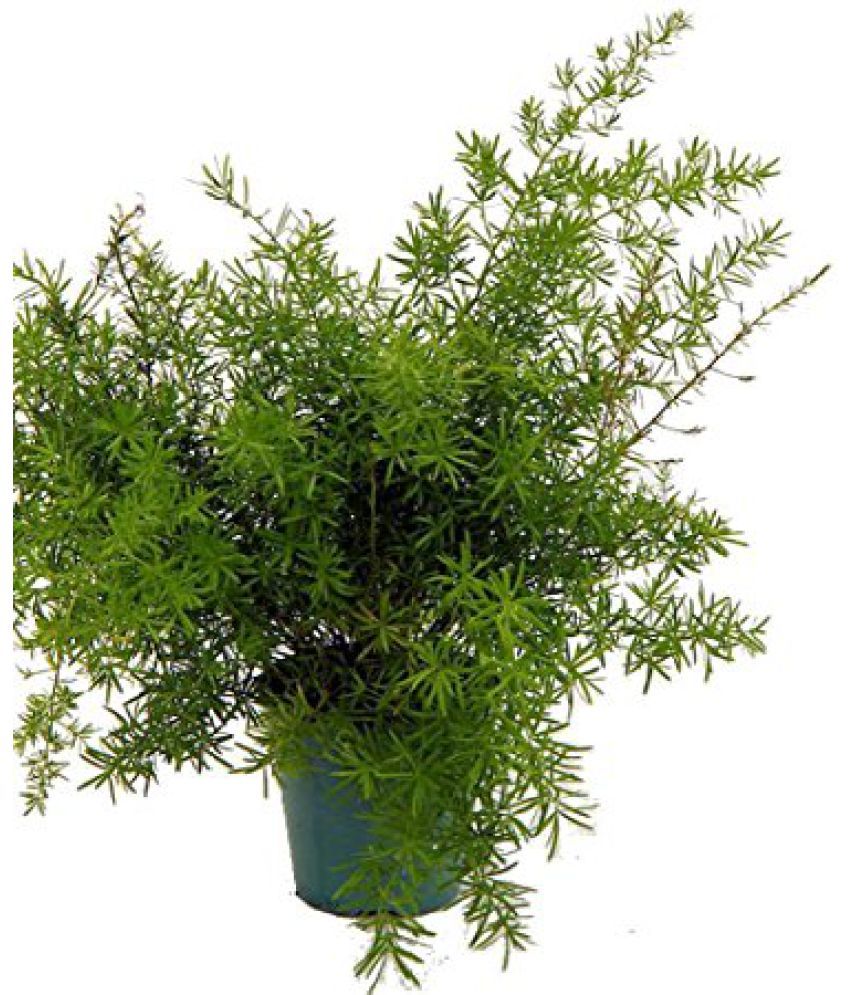 EaglesFord Asparagus Live Plant Best Lovely Pot Indoor