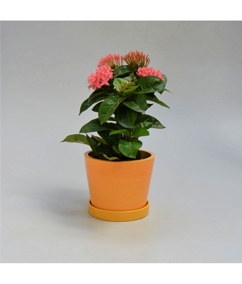 Eaglesford Ixora Coccinea English Live Best Pot Indoor Flower Plant Eaglesford Ixora Coccinea English Live Best Pot Indoor Flower Plant
