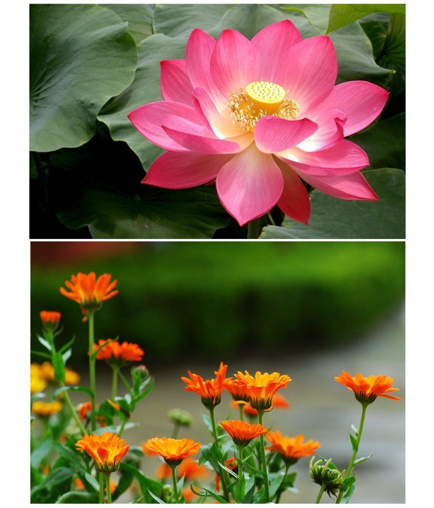 Lotus Flower and calendula flower best quality premium ...