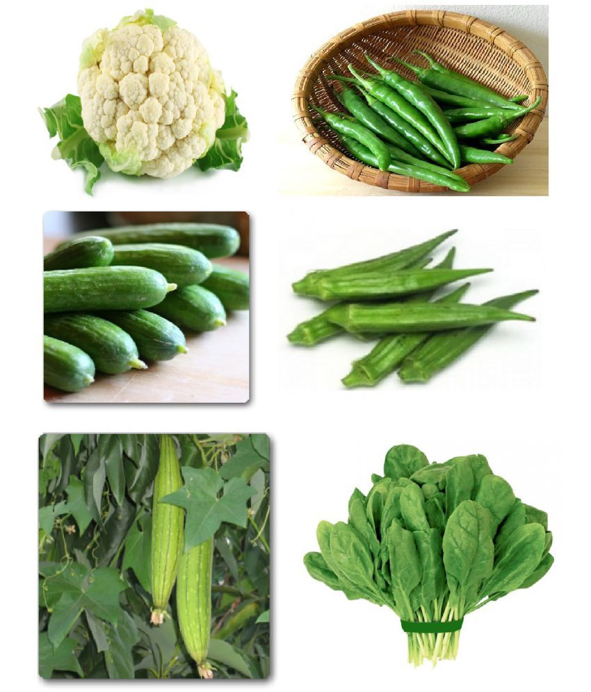     			Vegetable Seeds Hybrid 6 In 1 Combo Pack - Cauliflower, Chilli Jwala Pariksha, Cucumber (Green), Bhindi Sujata okra, Sponge Gourd F1 White Long & Spinach Seeds 10 Seeds Each