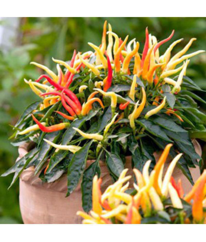     			M-Tech Gardens Ornamental Chili Pepper Medusa 30 Chilli Seeds Pack