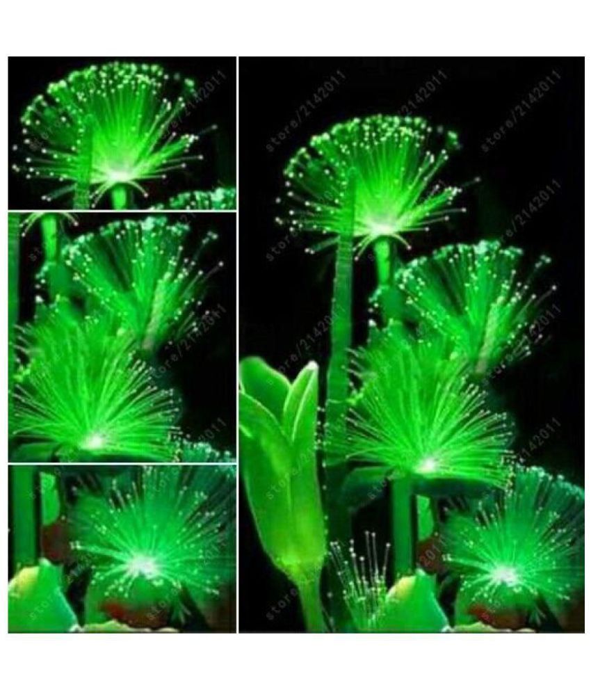 emerald fluorescent plant