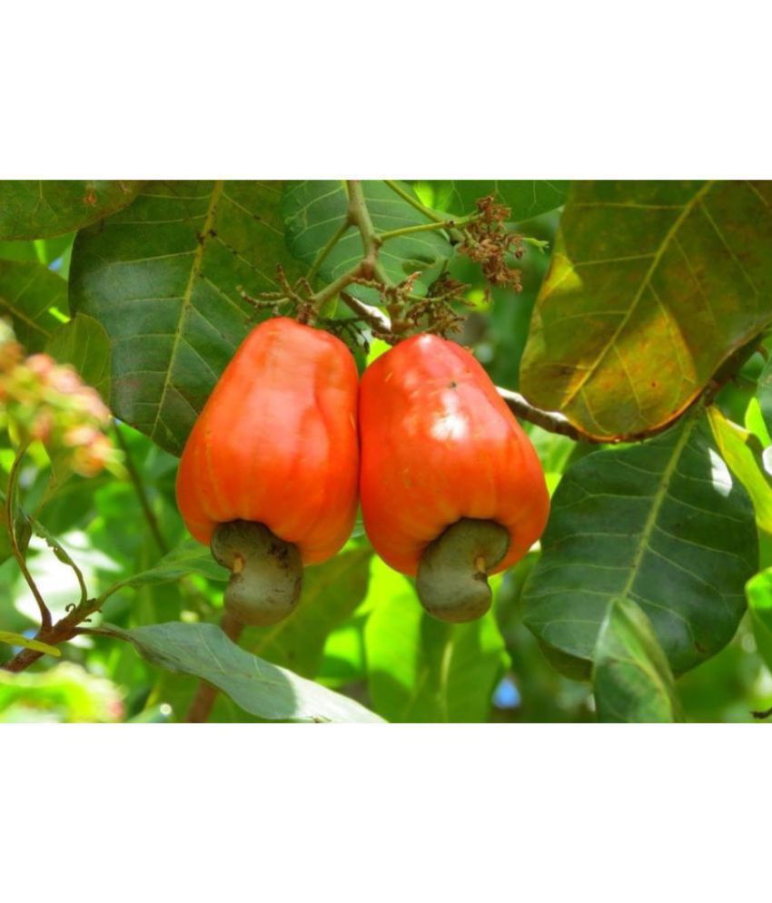     			Cashew Nut (Kaju) Tree Seeds
