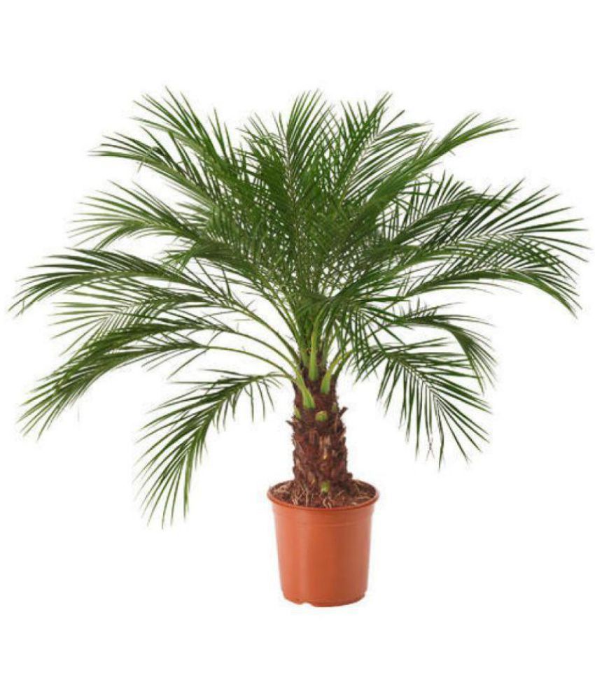 Plant Greens Phoenix Palm Plant Indoor Indoor Plant Buy Plant Greens