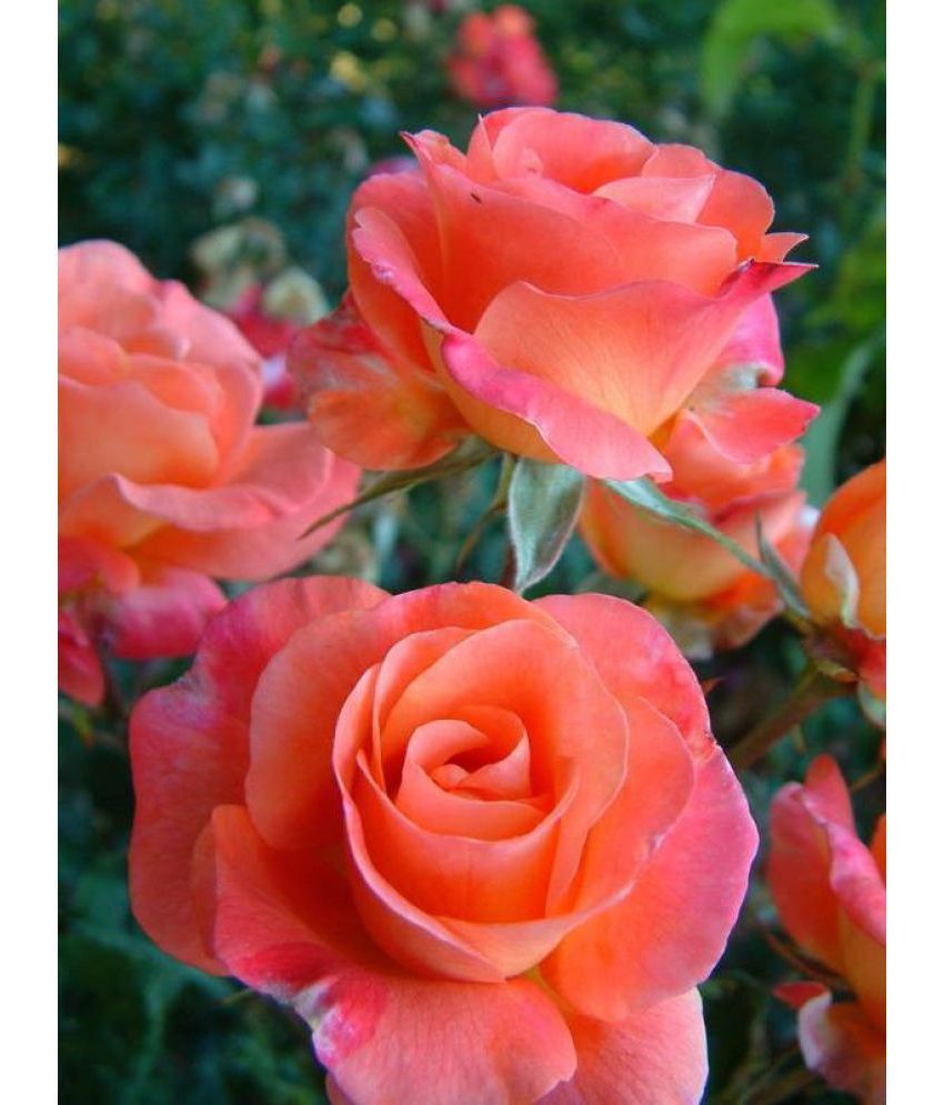 EaglesFord Rose flower Perrinnial Climbing Live English