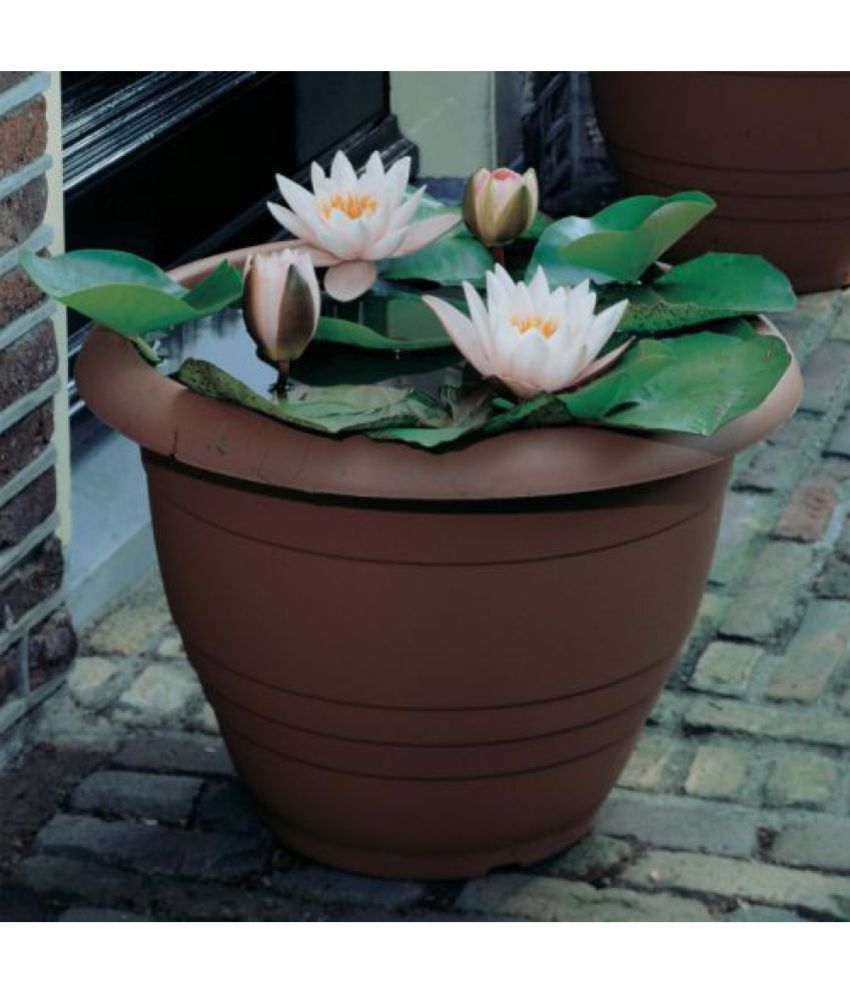 Flower Seeds Lotus For Pots Dwarf Variety Semi Coloured Flower 15