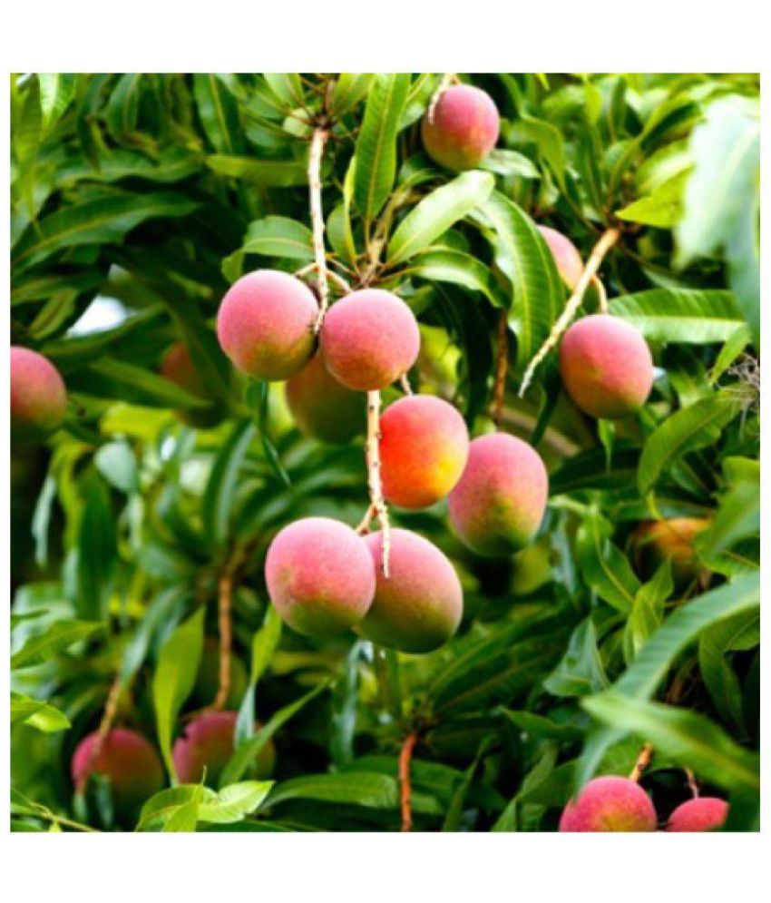 VPN Live Pairi Mango/Aam Healthy Fruit & Fruit Plant: Buy VPN Live