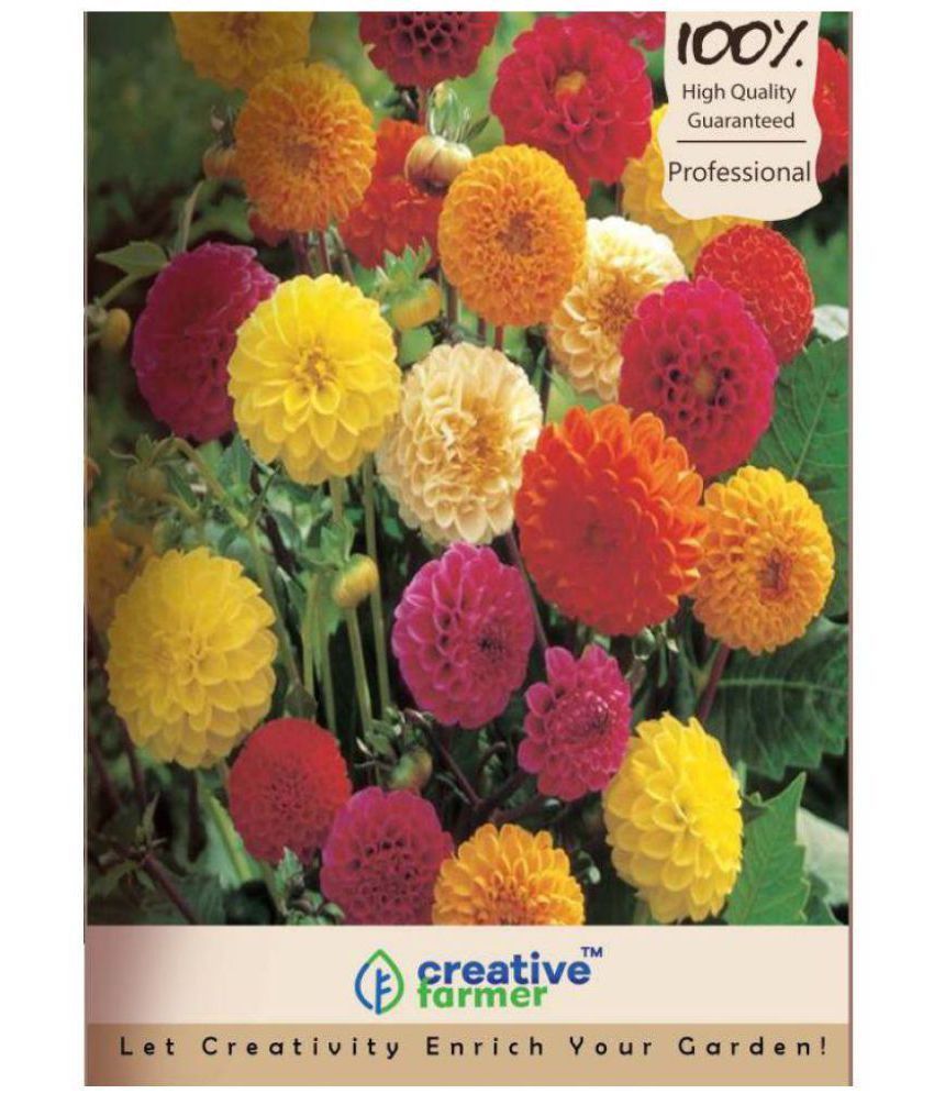     			Creative Farmer Flower Seeds Dalia