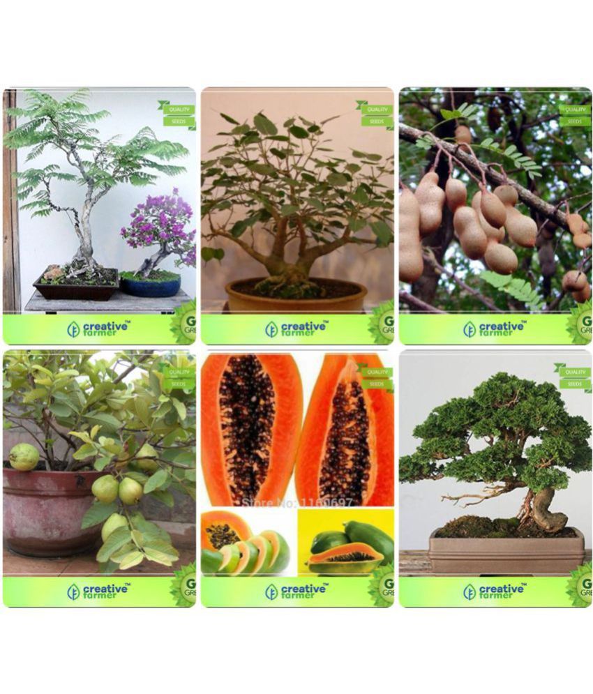 Bonsai Seeds Seed For Season Combo Jacaranda, Ficus Religiosa