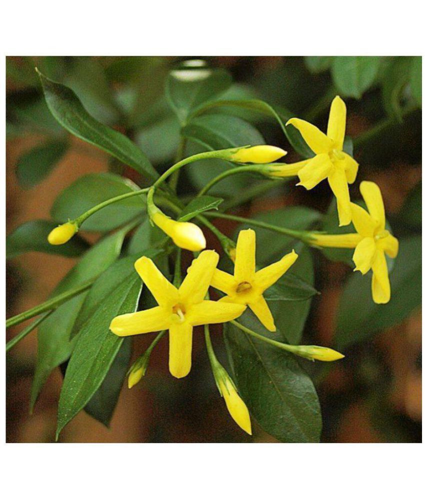 Vpn Live Jasmine Yellow Pili Chameli Jasminum Floridum Flower Plant Vpn Live Jasmine Yellow Pili Chameli Jasminum Floridum Flower Plant