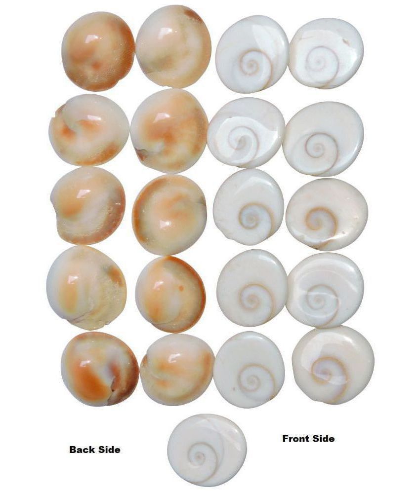     			Sunaina Collection NATURAL GOMTI CHAKRA - 21 PIECES