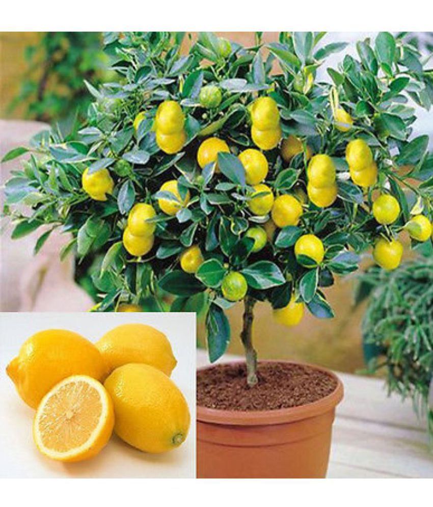 Creative Farmer Exotic Plant Seeds Nimbu Lemon Seeds Fruit Seeds Indoor