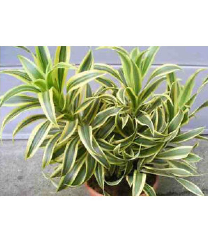 Eaglesford Dracaena Song Of India With Pot Indoor Plant Eaglesford Dracaena Song Of India With Pot Indoor Plant Online At Low Price