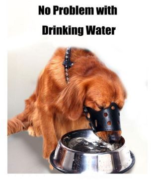 dog muzzle drink water