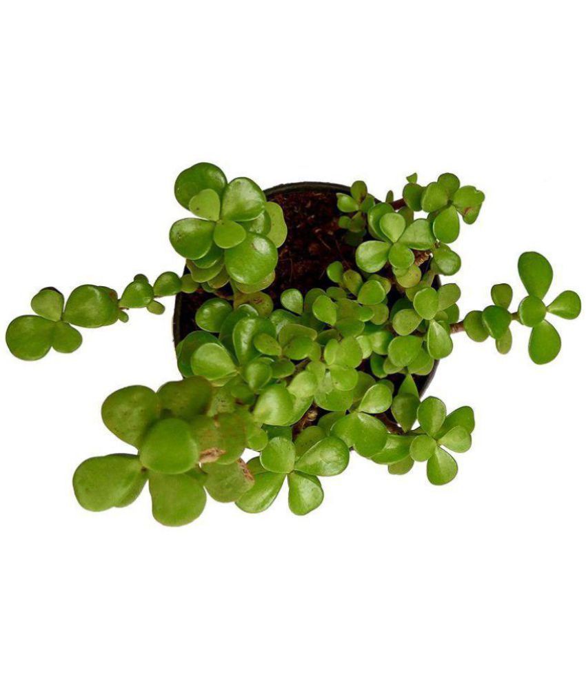 Raj Garden Plants Good Luck Fengsui Crasula Ovata Plant Both Cacti