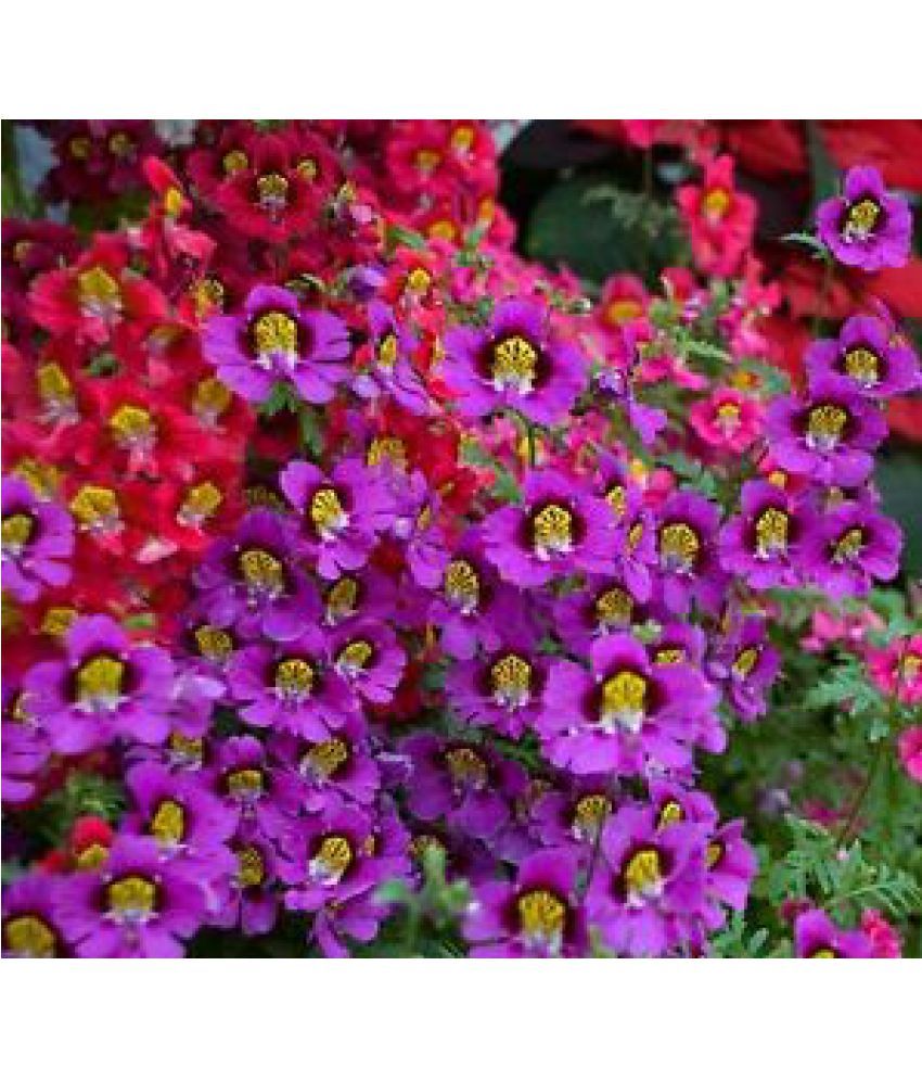 Flower Seeds Flower Seed Schizanthus Angel Wings Mix Butterfly Flower