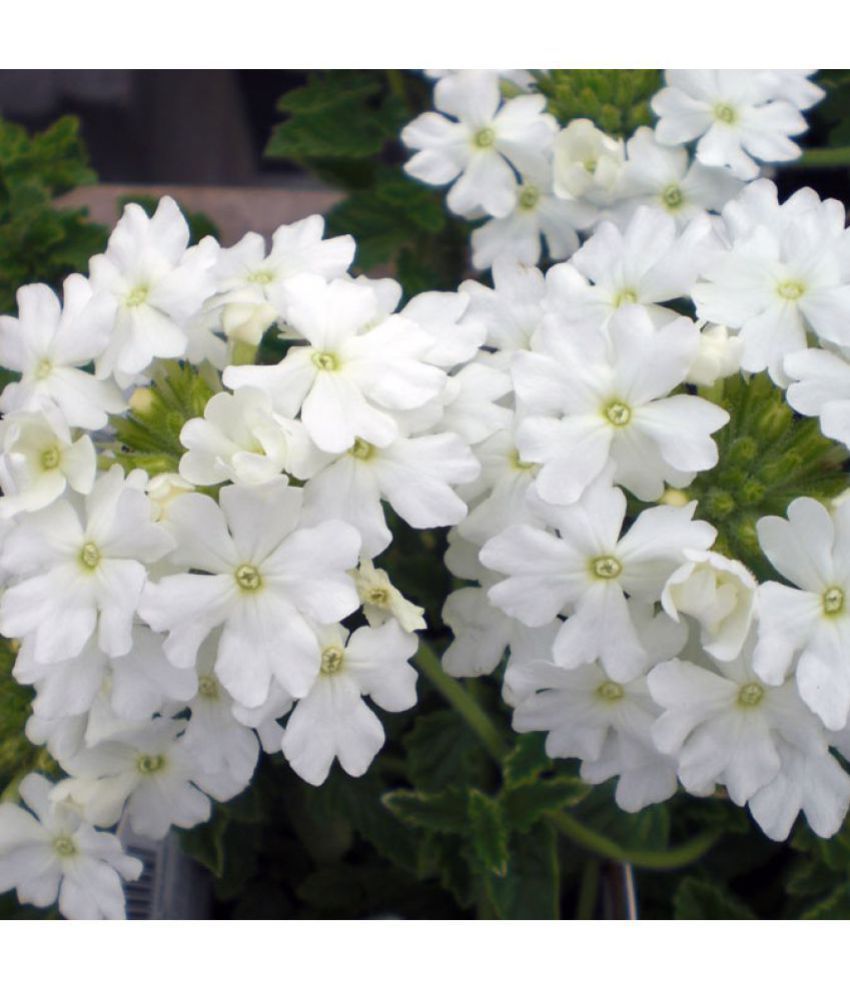 Flower Seeds Verbena Honey Plant White Flower Seed All Season Plant