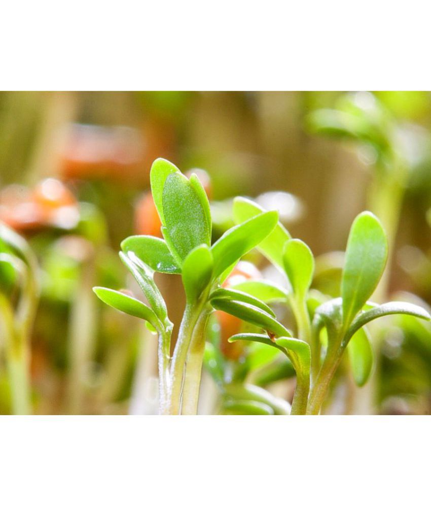 Ohhsome Herb Seeds Home Depot Watercress Fleshy Stemmed