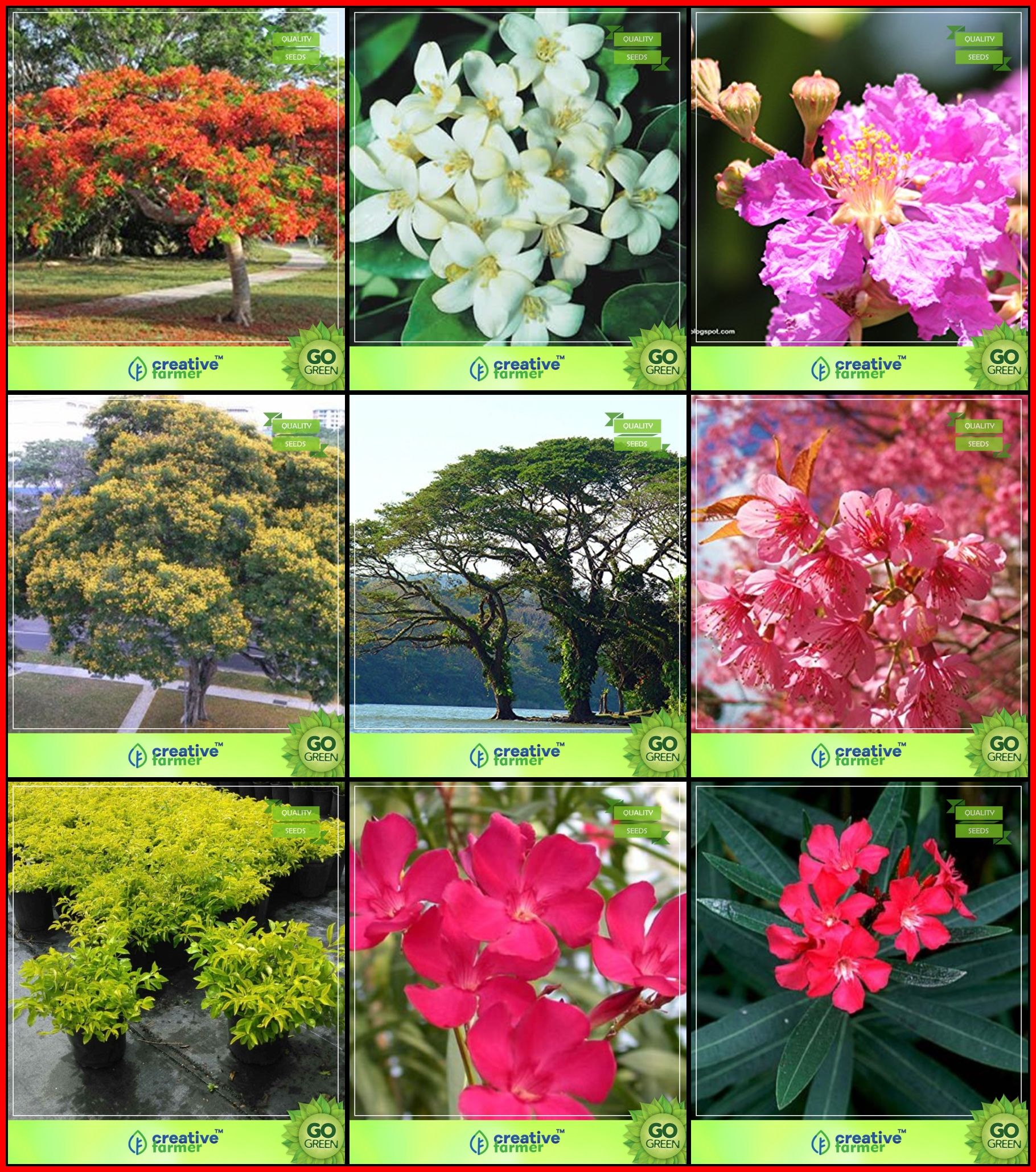 Plants Seeds Combo Flower Tree Tree Seeds Delonix Regia Orange Jasmine Lagerstroemia Speciosa Copperpod Monkey