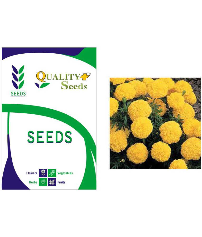 MARIGOLD AFRICAN MIXED GARDEN SEEDS FLOWER FOR PLANTING HOME GARDEN