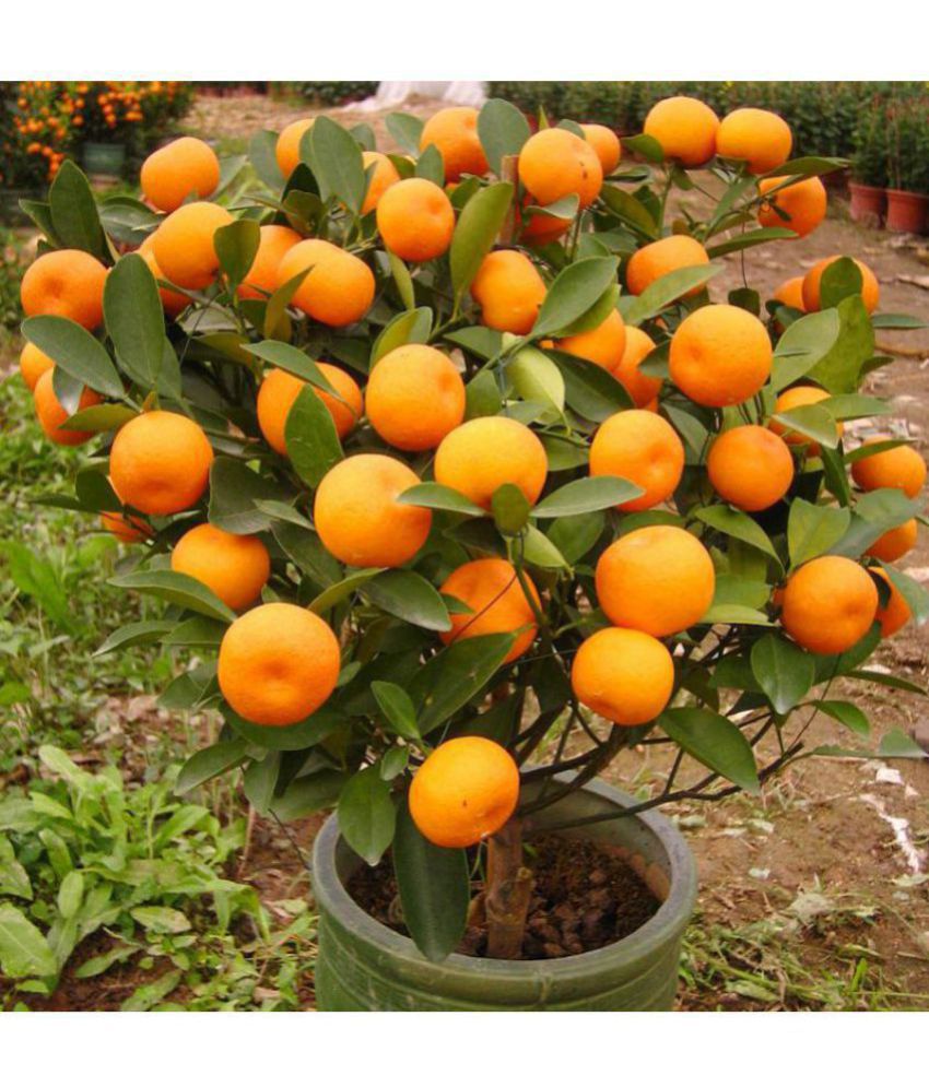     			OhhSome Orange Tree Fruit Seeds Fruit Seed For Terrace Garden Fruit Seeds Garden Pack