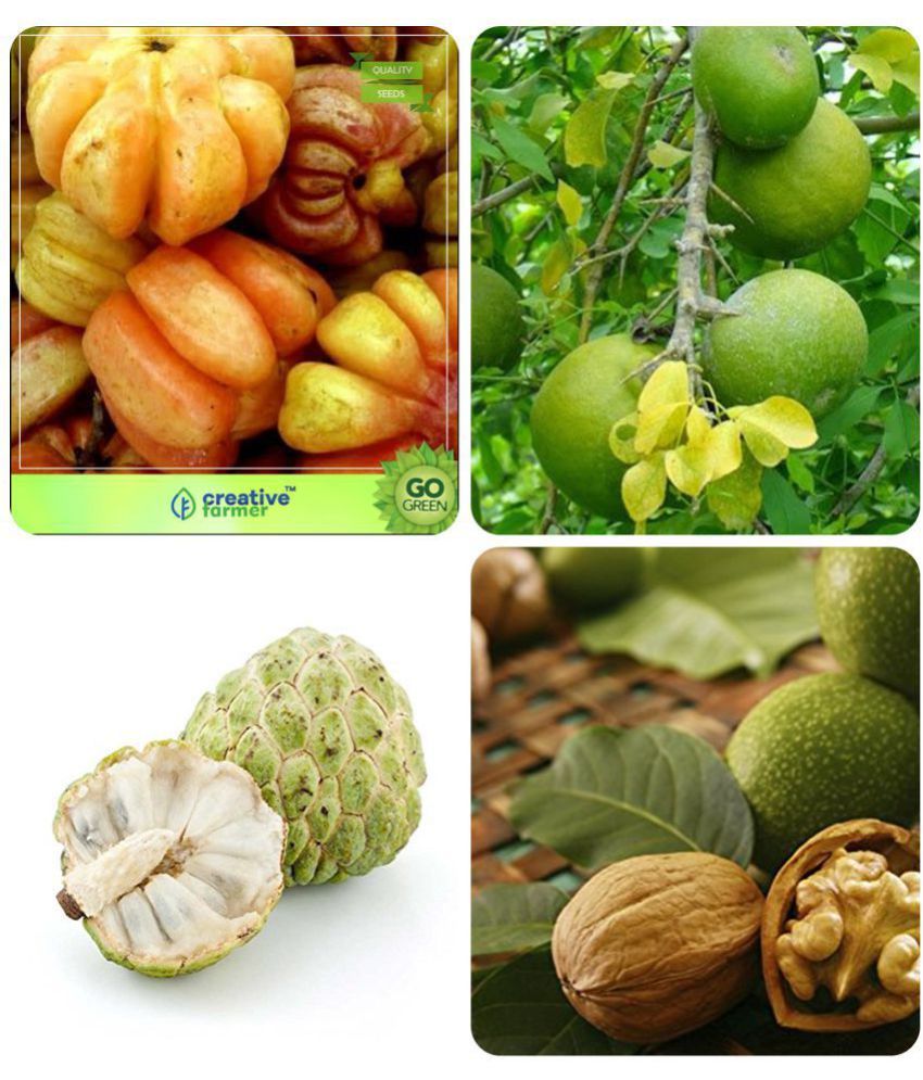 Tree Seeds Bulk Combo Malabar Tamarind,Aegle Marmelos ,Anona Squamosa ,Wallnut Combo For Home