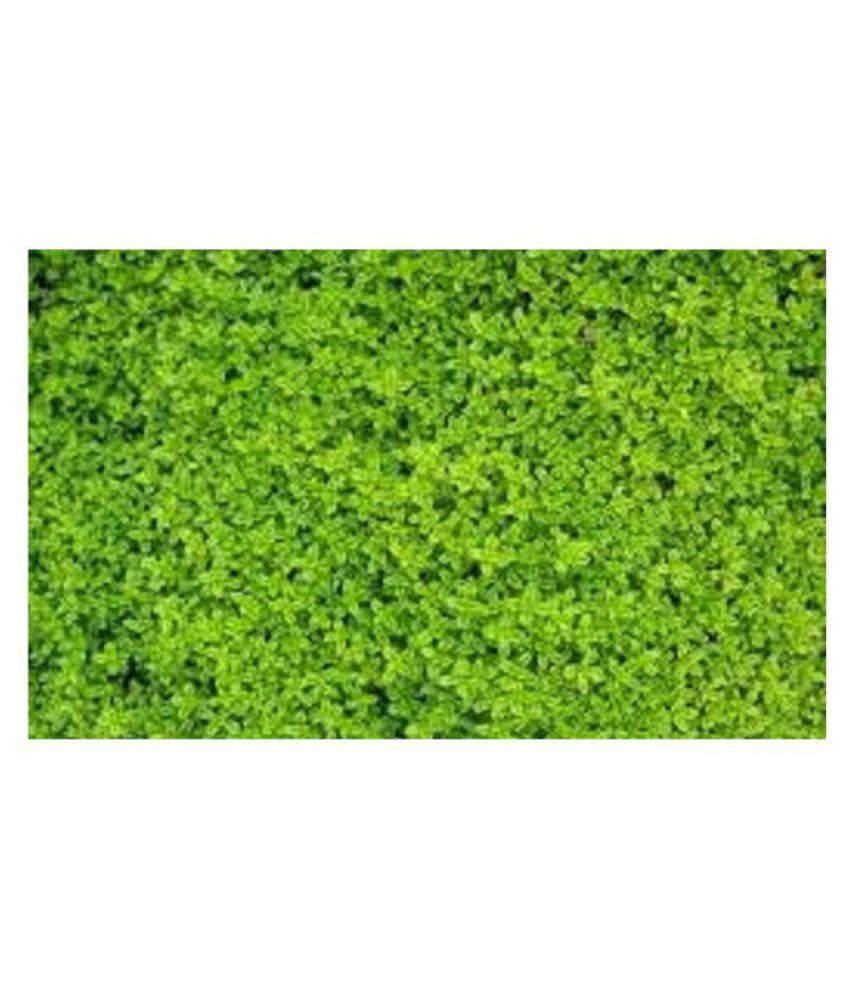 Green Plant Indoor Artificial Wall Grass 16x 24 Inch Mat Na