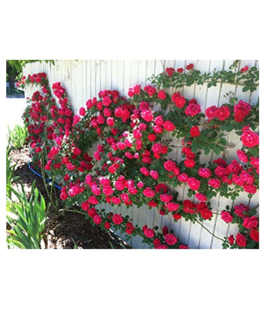     			OhhSome Climbing Rose Bonsai APack of 5B Tree Seeds