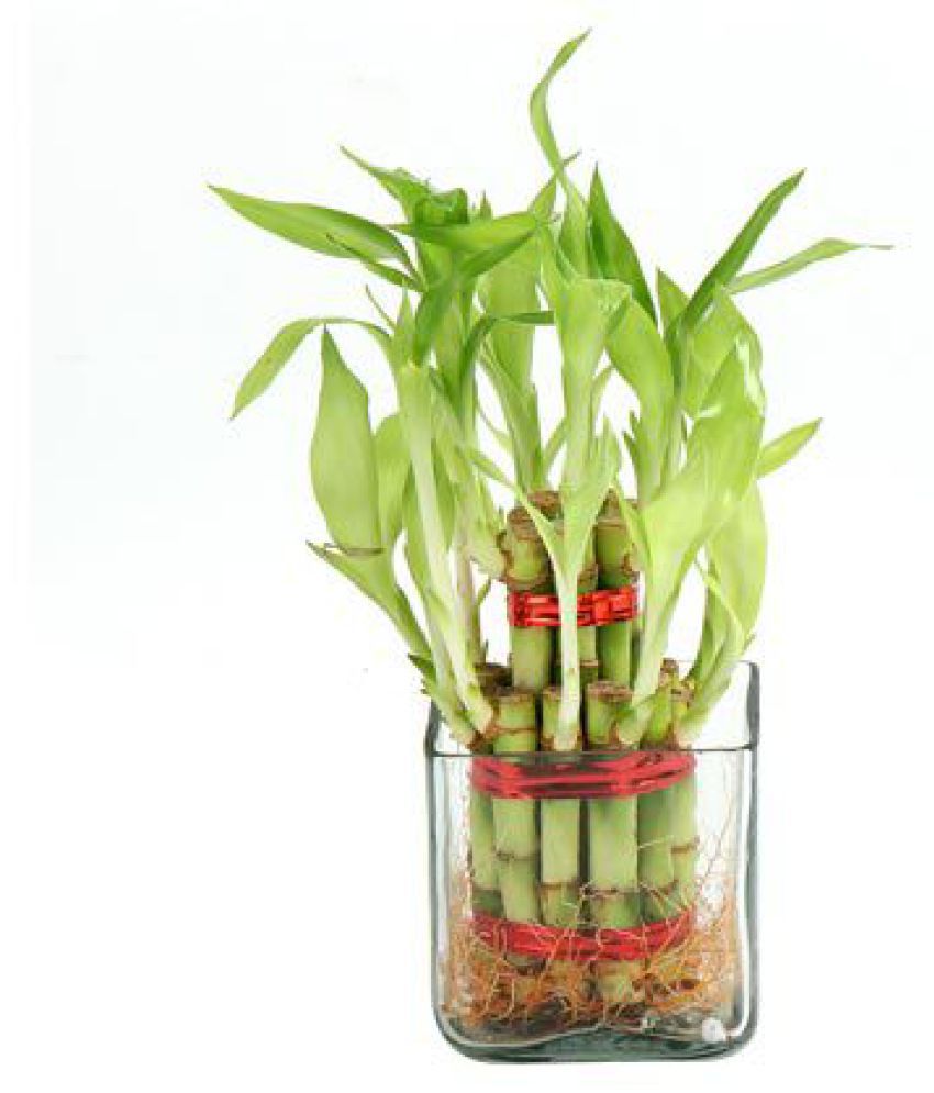 Green plant indoor 2 Layer Lucky Bamboo Plant with Square ...