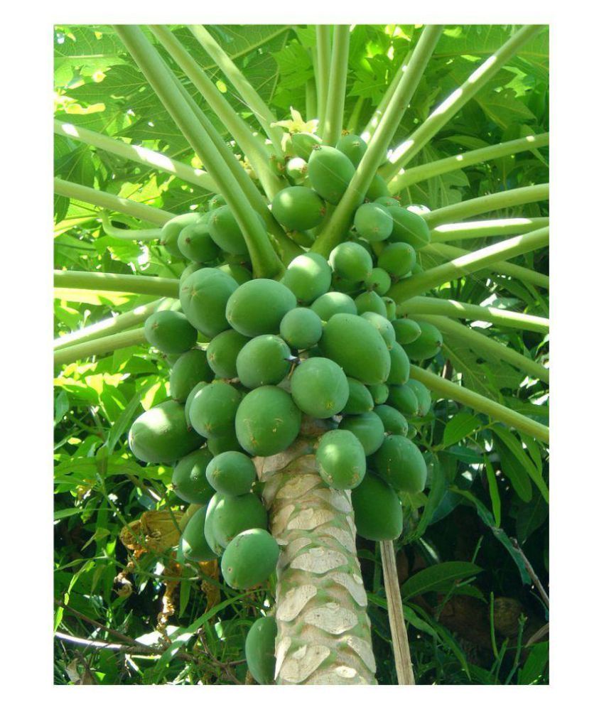     			EASY GARDENING - Fruit Seeds Dwarf Carica Papaya Fruit Seeds - For Outdoor Bonsai Suitable Fruit Seeds