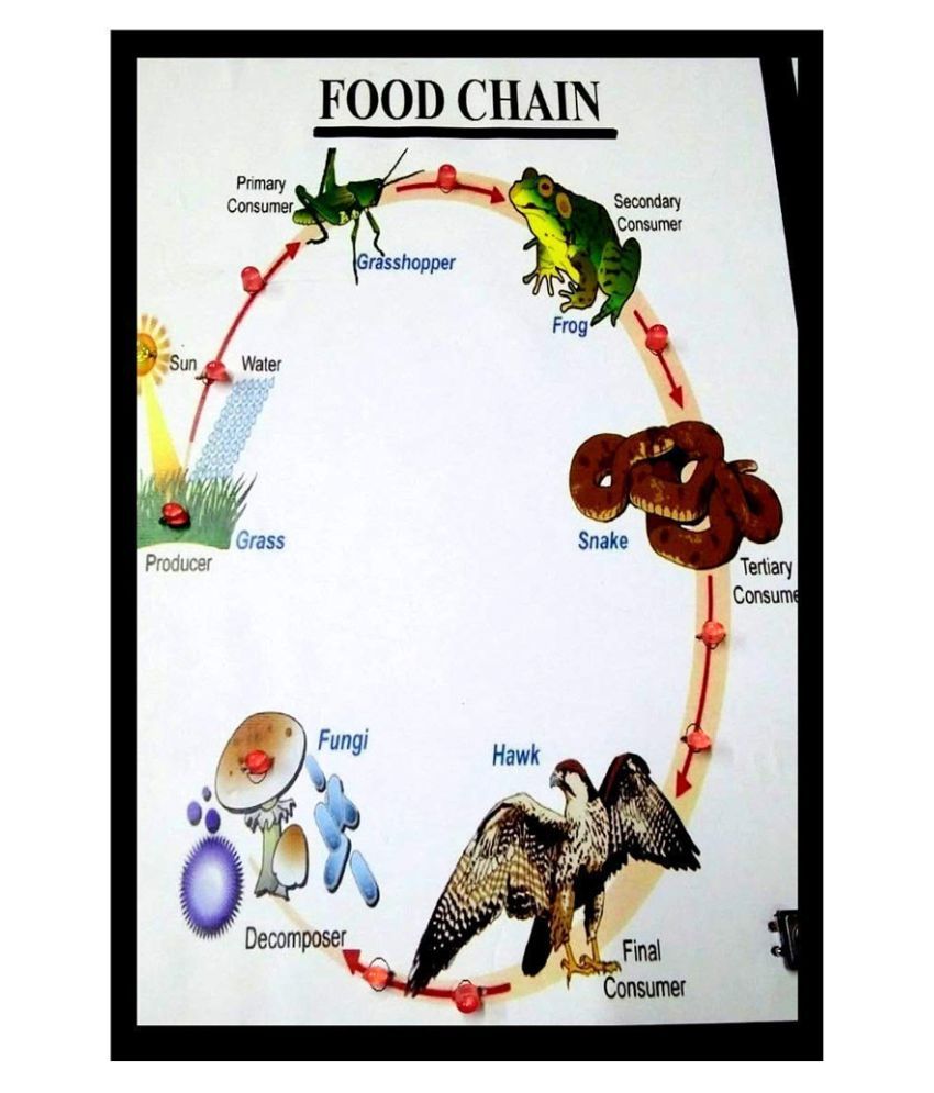 MELODY's Biology Food Chain Working Model Science Project ...