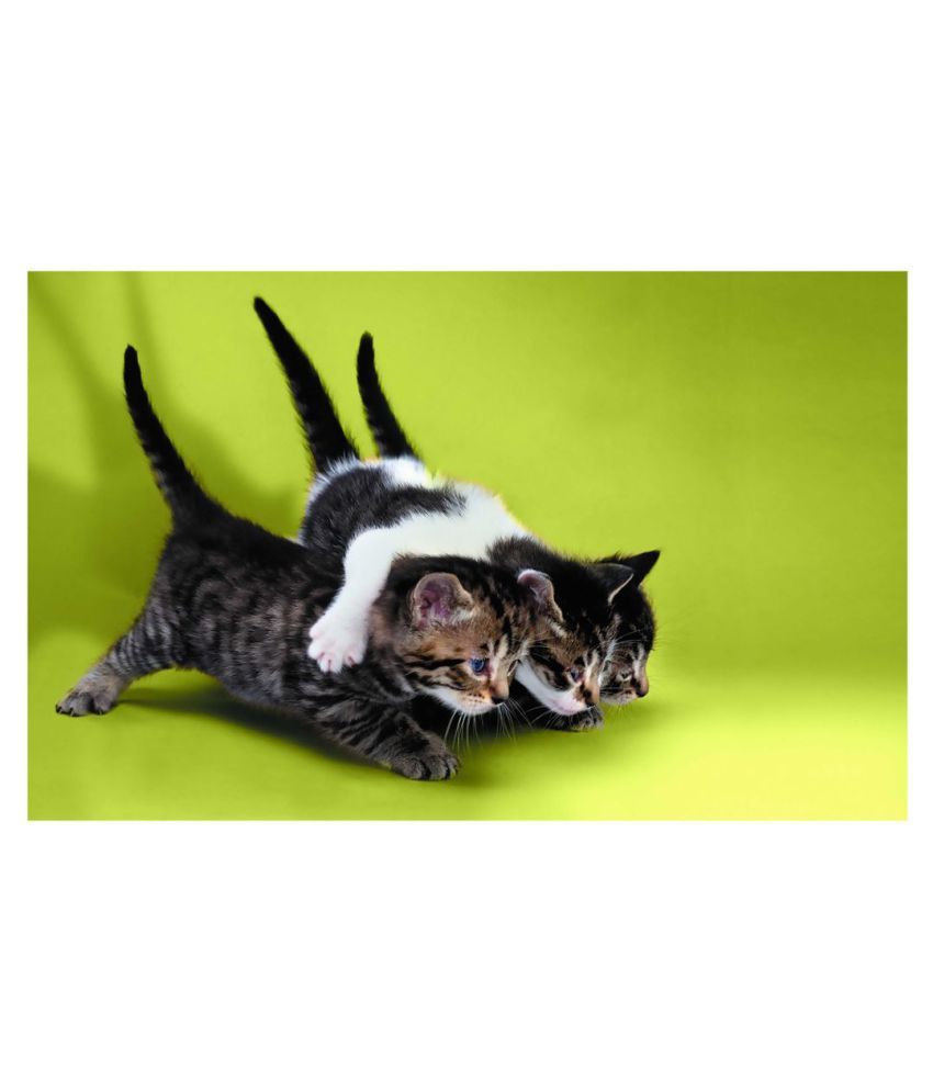 HK PRINTS Funny Wall Sticker for Room Animals Sticker ( 45 x 30 cms ) Buy HK PRINTS Funny Wall