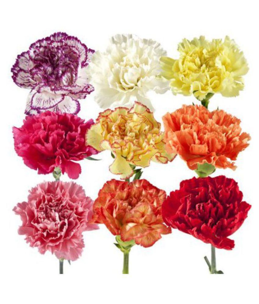     			colorful carnation flowers seeds with growing soil