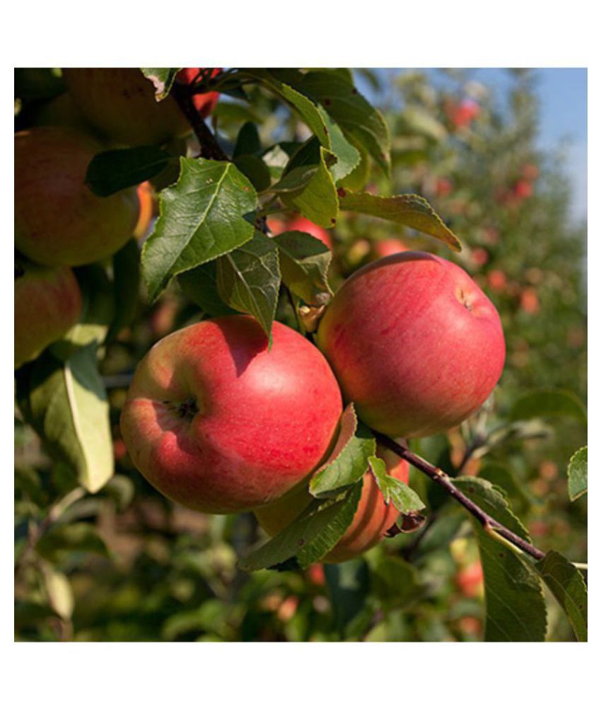 Exotic Dwarf Apple Fruit Seeds 'Anna Apple' 10 Growing Seeds Buy