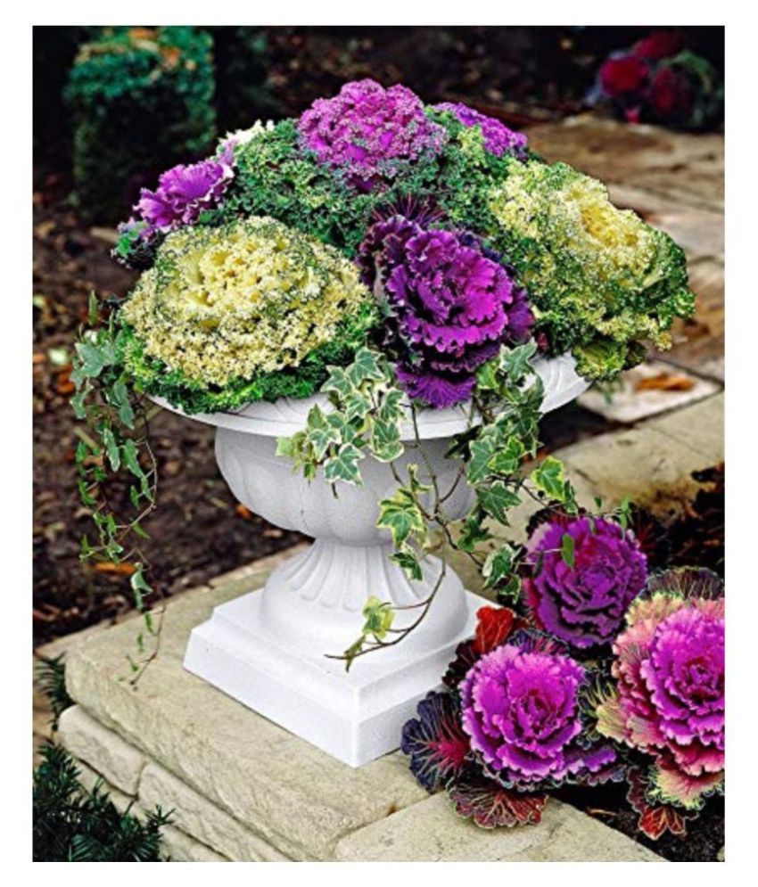 ORNAMENTAL CABBAGE KALE FLOWER SEEDS PACK OF 100 SEEDS Buy