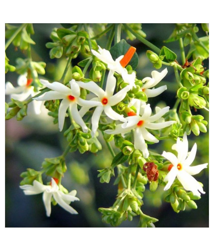 How To Grow Parijat Flower Plant Best Flower Site