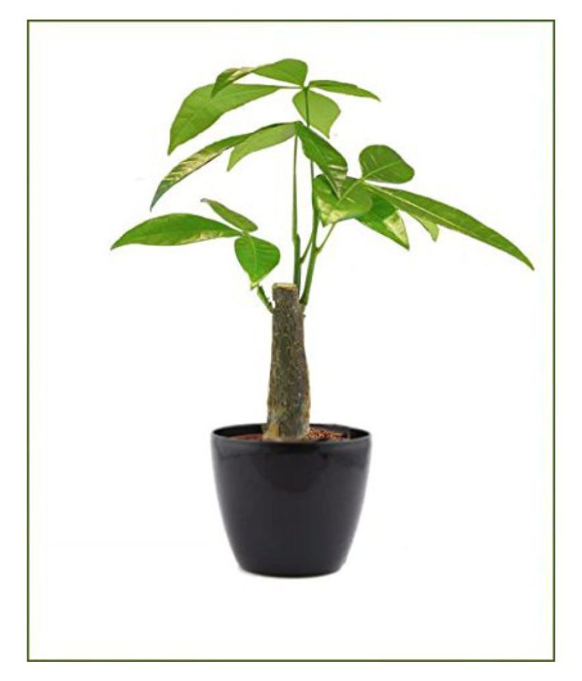 The Bonsai Plants Single Trunk Pachira Bonsai Tree Indoor Bonsai Buy