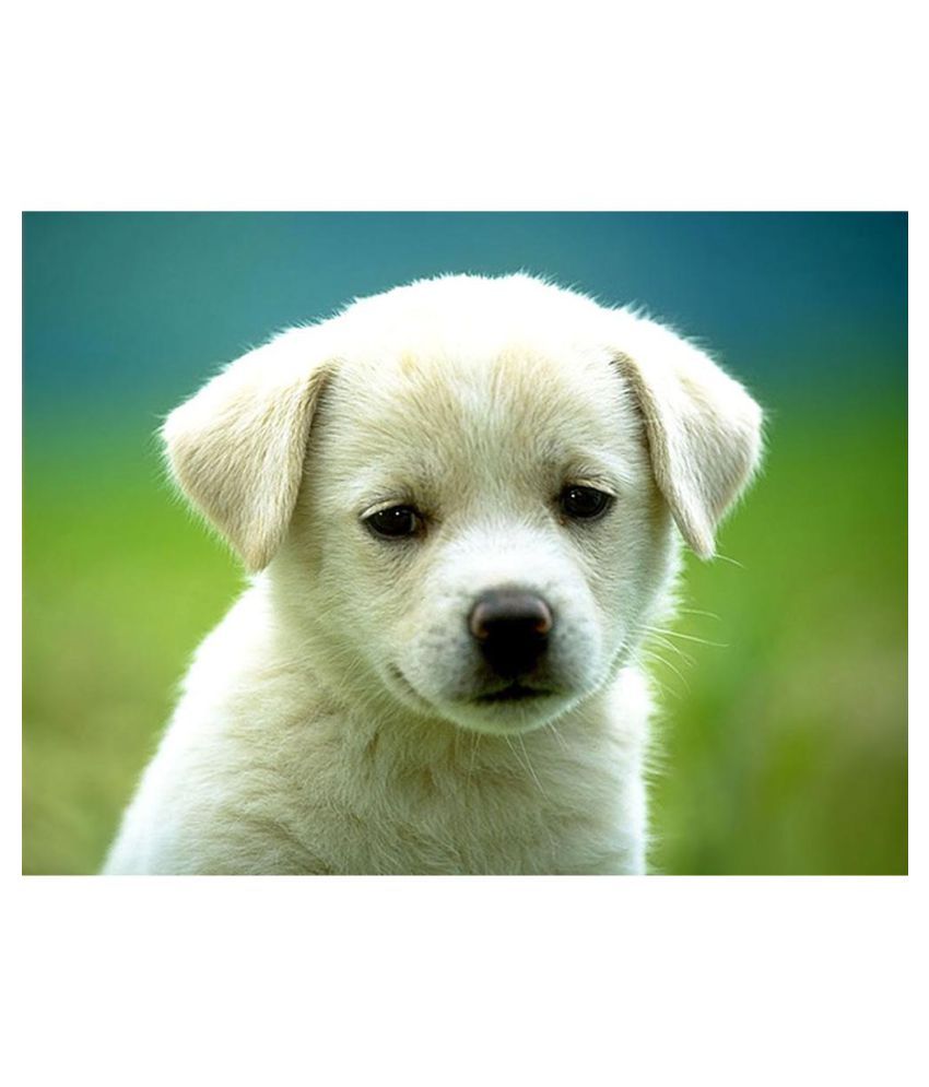 5d Diy Full Drill Diamond Painting Cute Animals Cross Stitch Craft