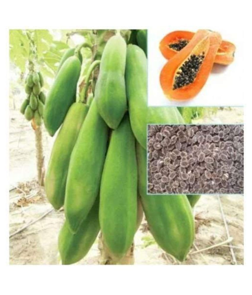     			TSY Thai Papaya Seeds Hybrid Variety Dwarf Fruit 50 Seeds Packet