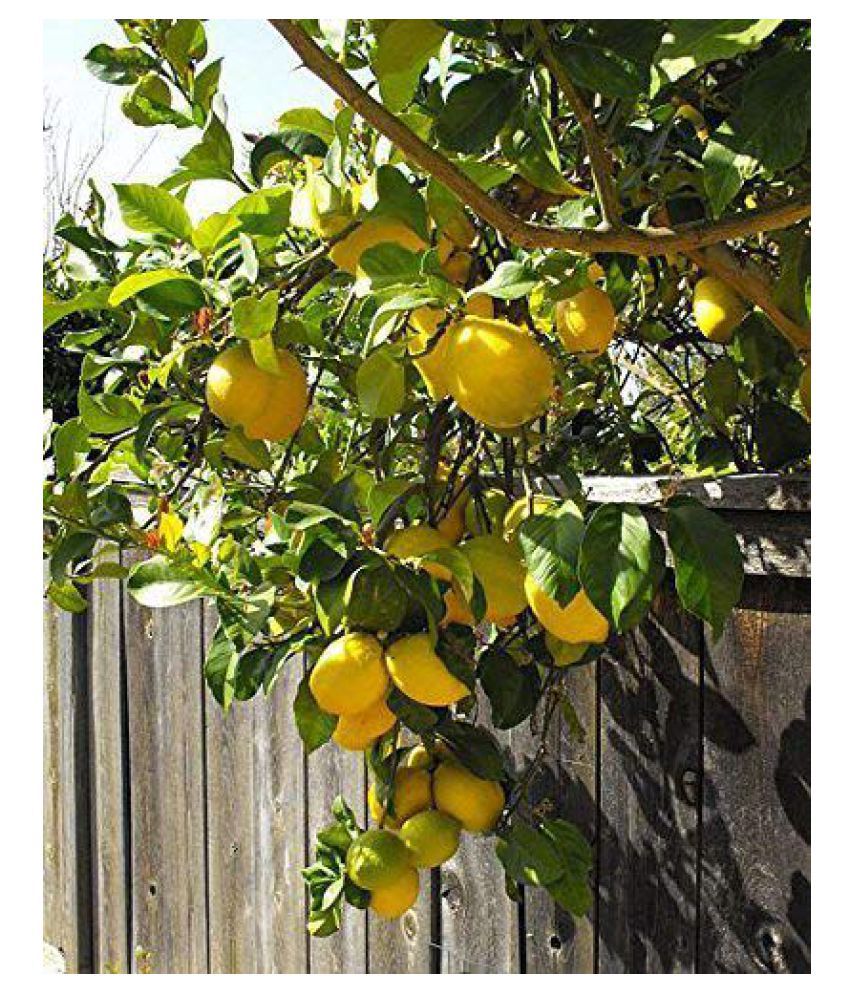     			ATOZ Fruit Seeds : Fruiting Lemon Tree Seeds Fruit Seeds For Planting Fruit Seeds Pack