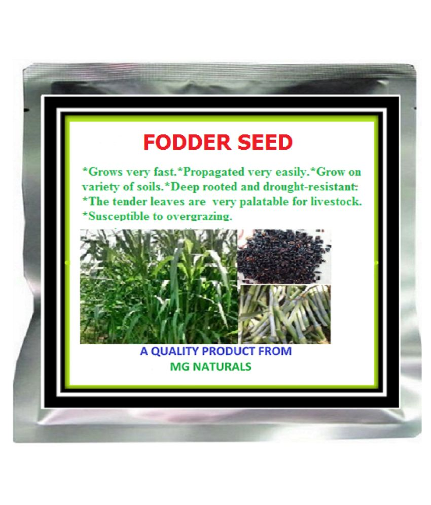 super-napier-grass-seed-high-yield-7-gm-1750-seeds-buy-super-napier