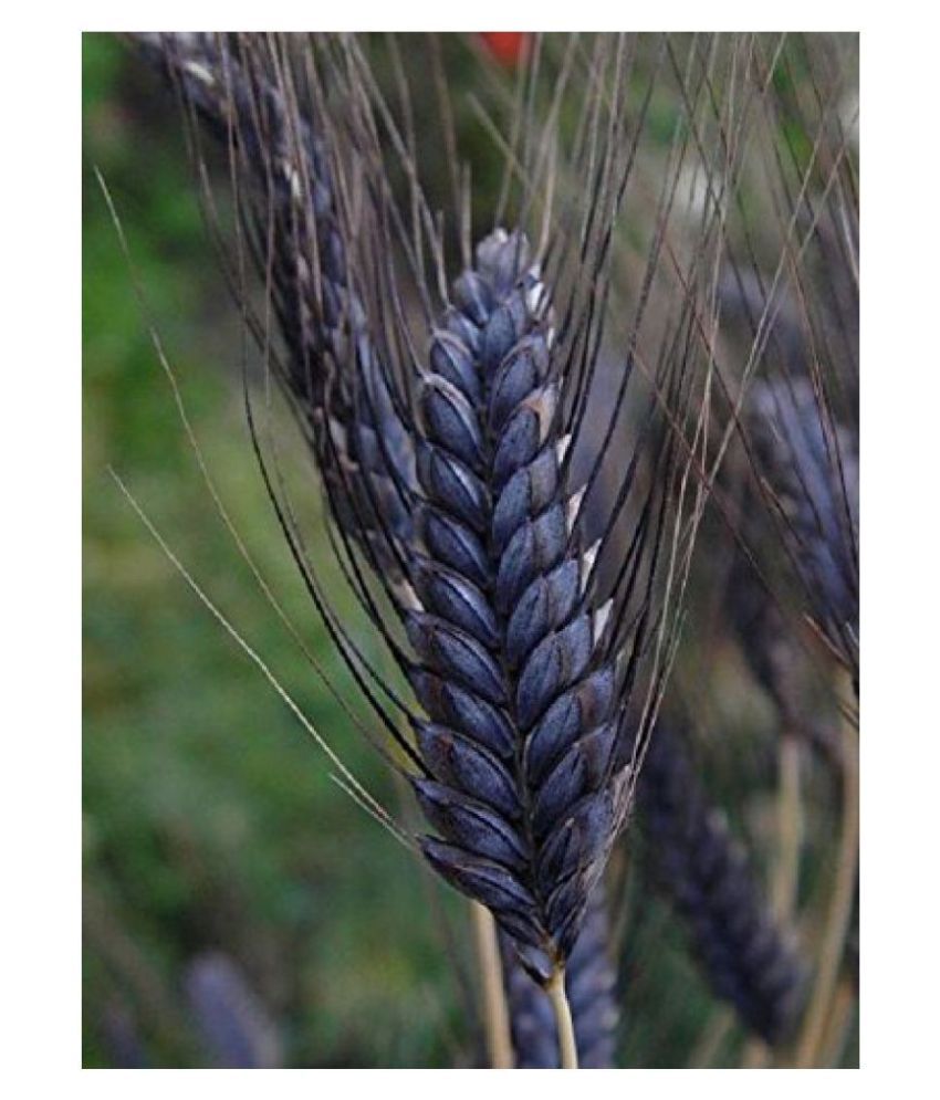 Black Wheat Seeds for Farming VISION CRAFTED PUNJAB Black Wheat Seeds for Sowing - Natural Black 