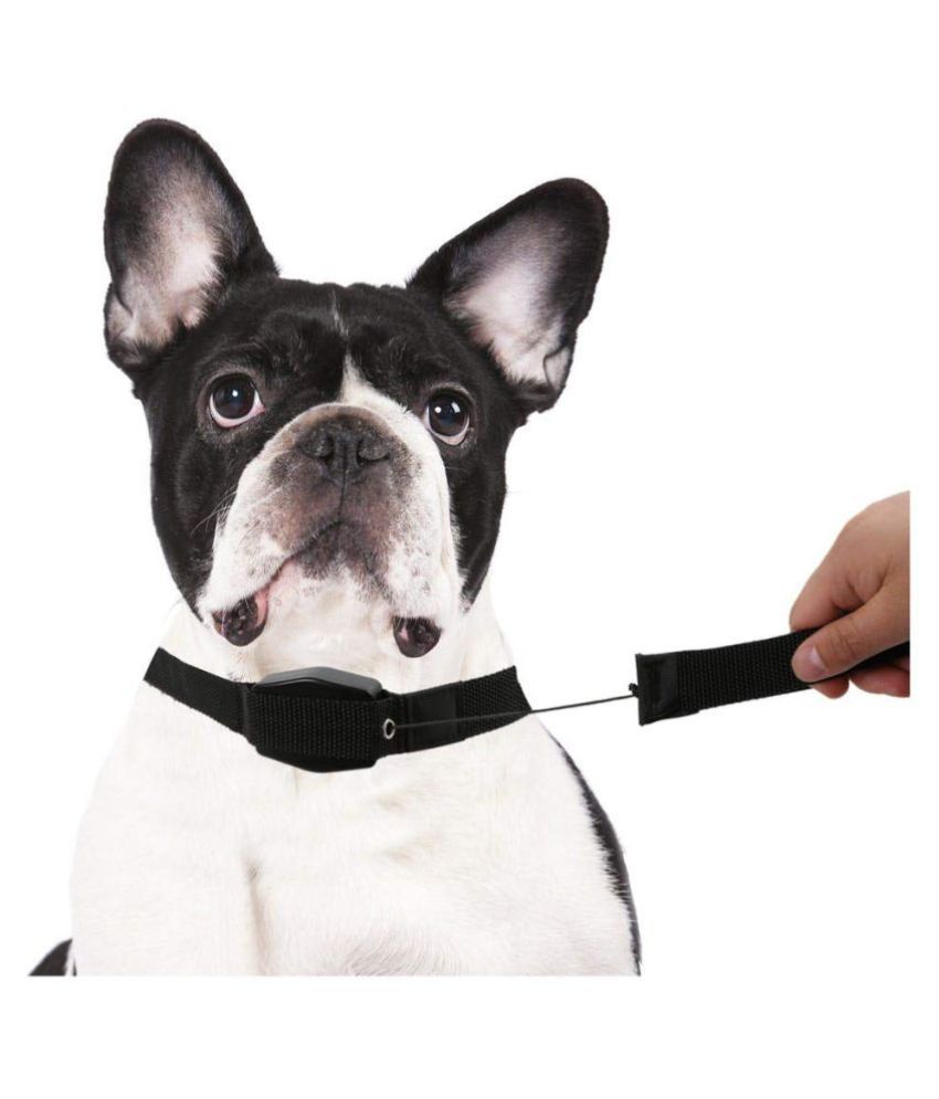 magnetic dog leash