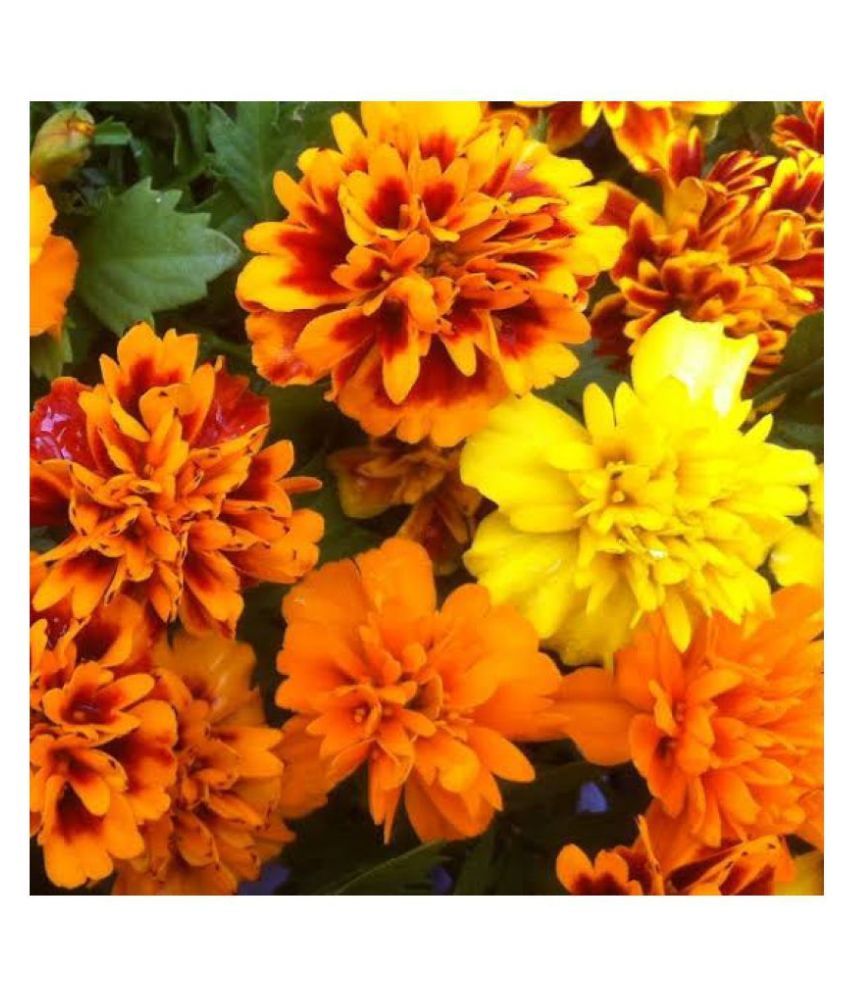     			Jioo Organics Mixed Color Marigold Home Garden Plant Seeds Eco Pack