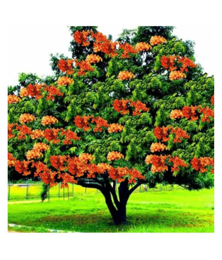 Saraca Asoca, Sita Ashok, Ashoka Tree Seeds For Growing Pack of 2