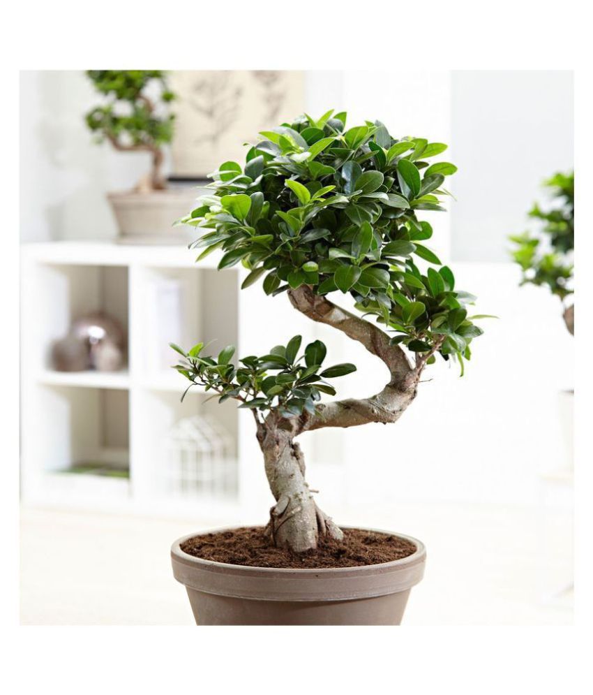 The Bonsai Plants  Indoor s shape Ficus Bonsai  Tree 5 Year 