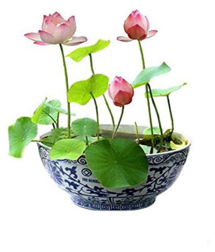     			Virkart lotus flowers seeds for home gardening and laxmi pooja